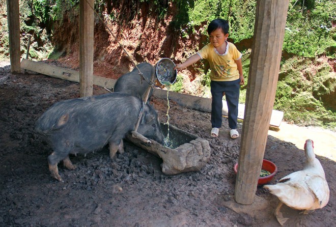 Với vóc dáng của mình, những ngày nghỉ cuối tuần, Dì cũng chỉ giúp được gia đình những công việc nhỏ như chăn trâu, cho lợn gà ăn…