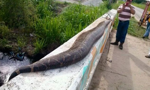 Xác con rắn khổng lồ. (Nguồn: Daily Mail)