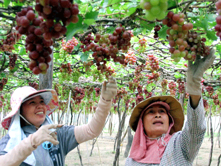Nông dân tỉnh Ninh Thuận vui mừng thu hoạch Nho.