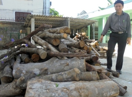 Lực lượng kiểm lâm huyện A lưới (TT Huế) tịch thụ số gỗ nhóm 1 không có hóa đơn chứng tư nguồn gốc