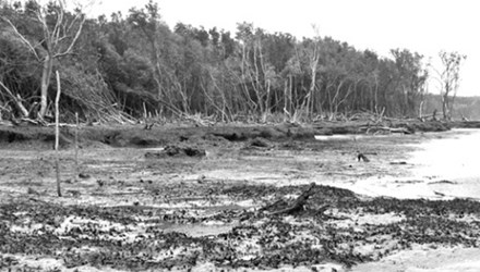 Một cánh rừng phòng hộ ở Cà Mau đã bị sạt lở sâu vào hàng chục mét. (Ảnh: Tiền Phong)
