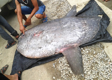 Con cá mặt trăng nặng 120kg thuộc loại quý hiếm, nằm trong sách đỏ Việt Nam.