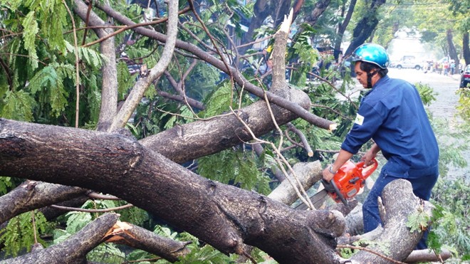 Nhân viên công ty cây xanh có mặt và tiến hành công tác cưa cây, giải toả hiện trường. Hiện địa bàn TP.HCM đang trong mùa mưa kèm theo gió lốc quật ngã cây xanh nên tiềm ẩn nhiều nguy hiểm cho người dân.