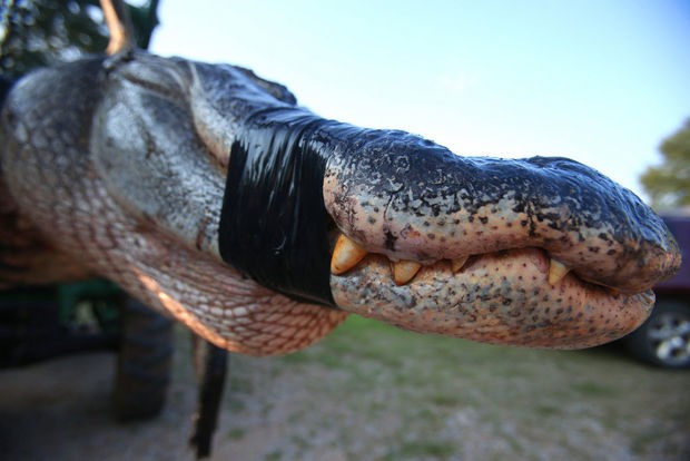 Cá sấu là loài vật nguy hiểm duy nhất được săn bắt hợp pháp ở Alabam
