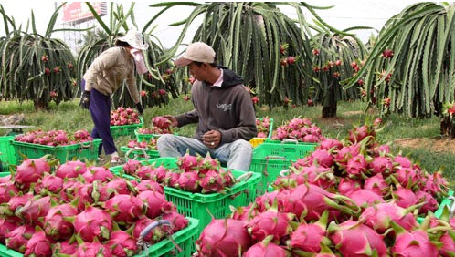 Gía thanh long liên tục sụt giảm khiến cuộc sống của nhiều hộ dân trồng thanh long gặp nhiều khó khăn.