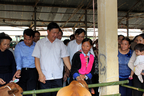 Bộ trưởng tặng bò cho người nghèo tại 15 xã của tỉnh Bắc Cạn.