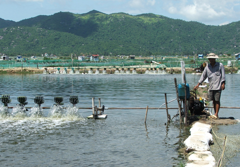 Nguồn nước bị ô nhiễm, người nuôi tôm ở Phú Yên luôn phải đối mặt với rủi ro tôm bệnh, chết hàng loạt