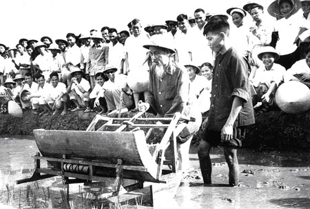 Bác Hồ dùng thử máy bừa tại trại thí nghiệm lúa thuộc Sở Nông lâm Hà Nội năm 1960