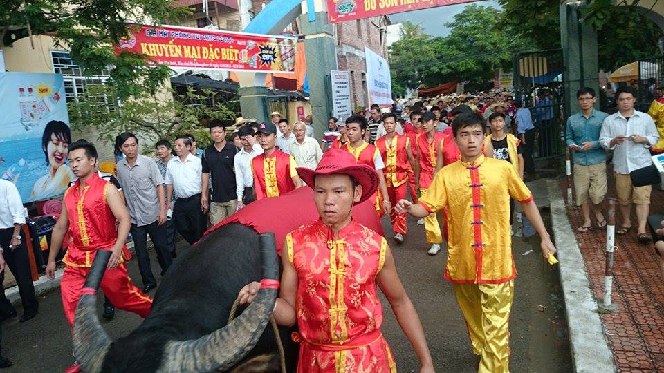 Trâu chọi hùng dũng vào trận đấu