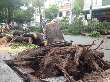 ngày 17/8/2014, trong lúc trời đang mưa, bất ngờ có lốc xoáy giật mạnh làm hàng loạt cây Lim sét (mã số 39B, 40, 42 và 42B) gần nhau trên đường Nguyển Bỉnh Khiêm, quận 1Do lốc xoáy cây ngã đổ 