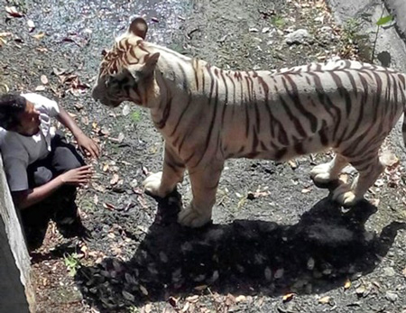 Con hổ trắng ban đầu chưa tấn công nạn nhân. Nhưng sau khi bị kích động, nó đã cắn vào cổ khiến nam thanh niên tử vong