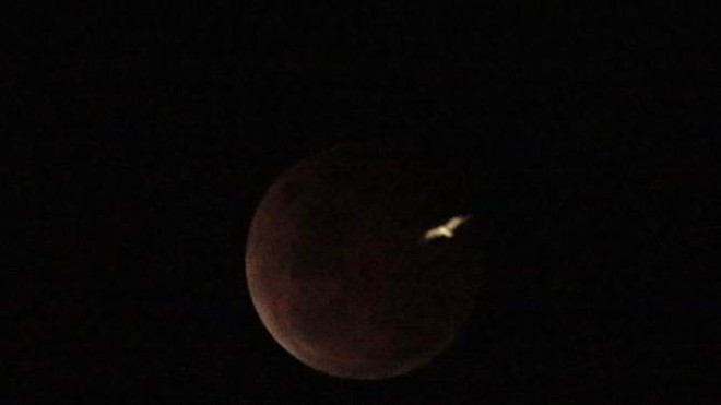 Con mòng biển bay trên trời khi mặt trăng chuyển sang màu đỏ tại thành phố Sydney, Australia. Ảnh: Reuters