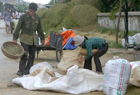 Hết lo mất mùa, nông dân lại lo bị ép giá Ảnh: Viết Huy