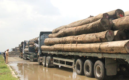 Áp lực cước phí khiến nhiều xe gỗ phải chở quá tải với hi vọng được ăn cả, ngã về khôngẢnh: Xuân Huy