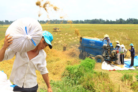 Trồng trọt vẫn chiếm trên 50% cơ cấu nội ngành nông nghiệp, trong đó lúa gạo vẫn chiếm tỷ trọng chính mặc dù hiệu quả kinh tế của cây lúa đem lại không cao - ảnh minh họa - K.T