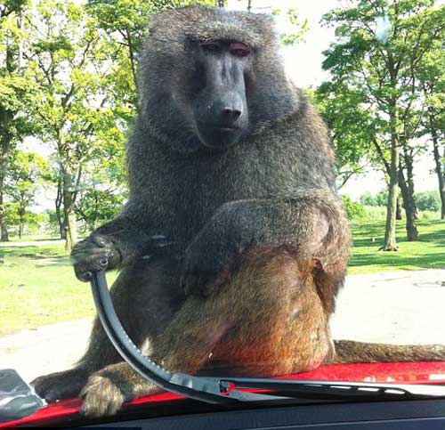 Chú khỉ khiến vợ chồng Rooney giật mình khi nhảy lên đầu xe