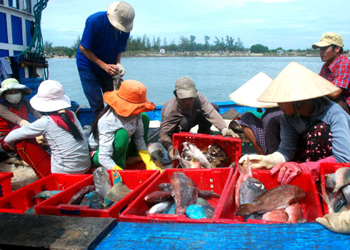 Ngư dân Lý Sơn chuyển cá đi tiêu thụ sau chuyến đi biển - ảnh Trí Tín (VnExpress)