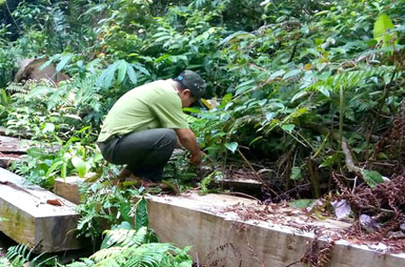 Cơ quan chức năng Đà Nẵng phát hiện hàng trăm khối gỗ cất giấu trái phép