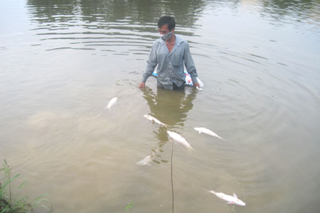 Những con cá chết được ông Quý vớt lên tại hồ 