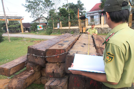 Lực lượng Kiểm lâm đo đếm số gỗ quý vừa được phát hiện số gỗ quý mà lâm tặc 