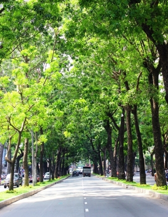 cây xanh không chỉ đã và đang góp phần trong việc bảo vệ môi trường mà còn tạo nên bộ mặt của đô thị