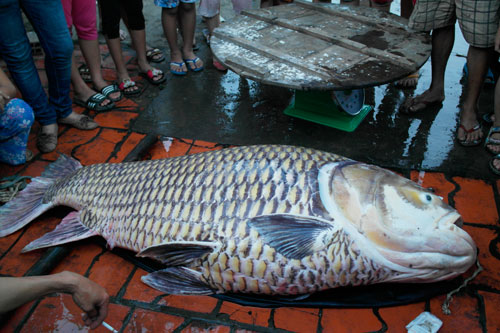 Con cá hô vàng nặng 130 kg