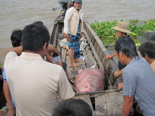 Thương lái đến mua và đem con cá hô đi xẻ thịt với giá hơn 13 triệu đồng