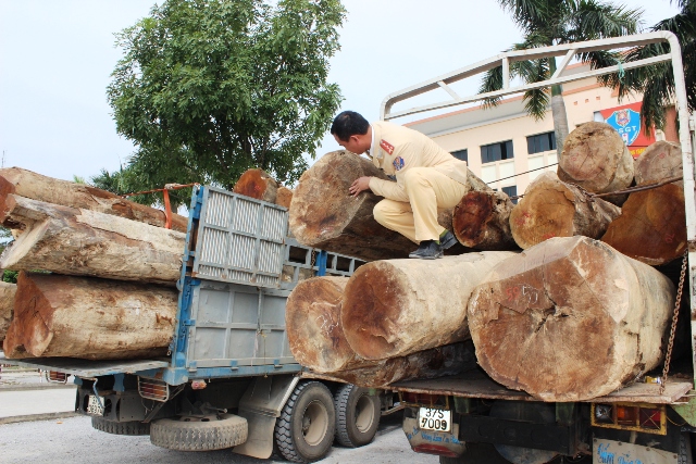 Lực lượng CSGT đang kiểm tra số gỗ trên xe