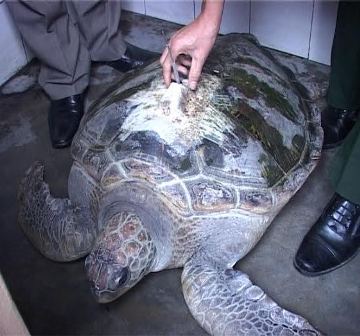 Con rùa biển quý hiếm vừa được ngư dân bắt được tại vùng biển Chân Mây, Thừa Thiên - Huế