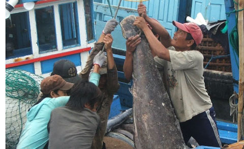 Ngư dân Phú Yên đánh bắt cá ngừ đại dương.