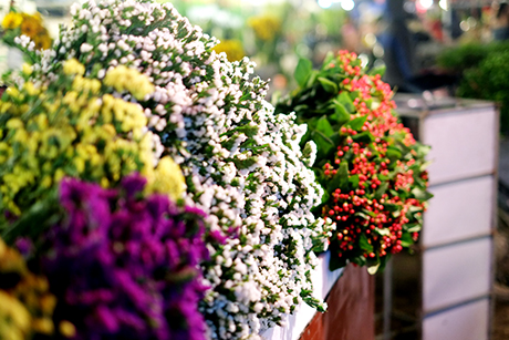 Hàng trăm loại hoa các loại với giá bán buôn cho mọi người