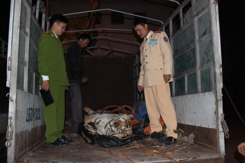 Chiếc xe tải chở cá thể hổ đã chết bị lực lượng chức năng tỉnh Nghệ An bắt giữ