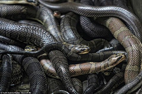 Những con rắn đang chờ bị lột da, làm thịt tại đảo Java