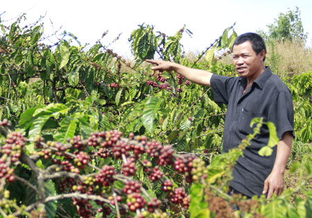 Người dân mất trắng hàng trăm triệu đồng đầu tư vào cây cà phê do hợp đồng không đúng quy định của Sư đoàn 372