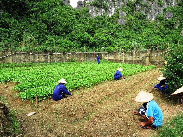 Học viên trung tâm giáo dục lao động xã hội Hải Phòng tăng gia sản xuất - ảnh VnExpress.net