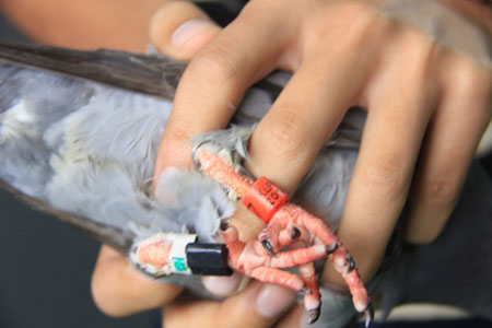 Vòng đeo lạ dưới chân chim bồ câu được phát hiện tại Đà Nẵng Ảnh: Phương Điền