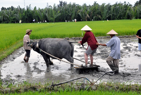 Khách Tây học cách bừa ruộng trước khi cấy lúa