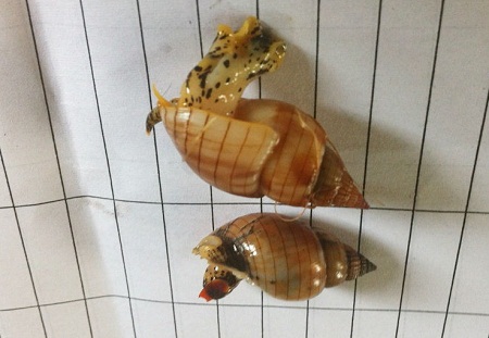 Loài ốc được cho là đã dẫn đến cái chết của 3 ngư dân Thanh Hóa (Ảnh do Chi cục ATVSTP Thanh Hóa cung cấp)