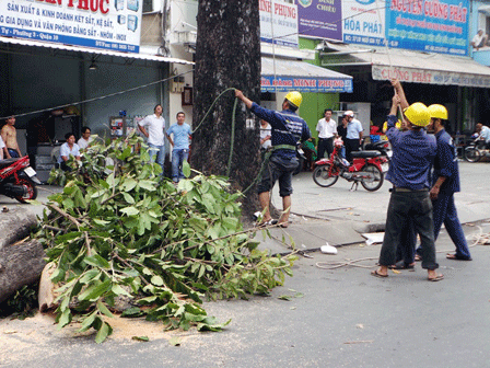 Ngay sau sự việc xảy ra nhân viên cây xanh đã cắt tỉa các nhành cây khu vực xảy ra tai nạn.