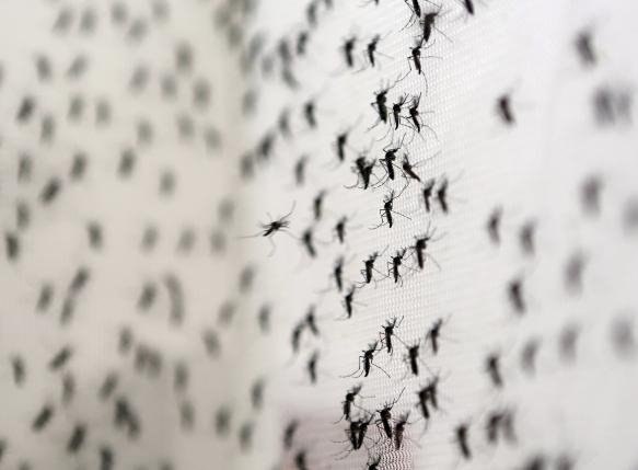 Muỗi Aedes Aegypti là tác nhân gây lây lan 