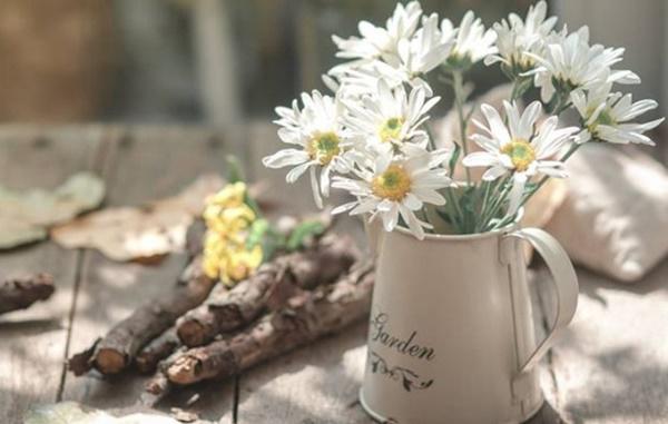 Ảnh hoa cúc họa mi buồn, hình ảnh hoa cúc họa mi đẹp nhất - META.vn