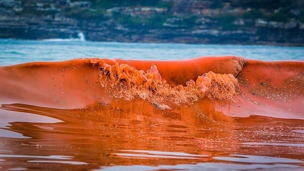 red-tide