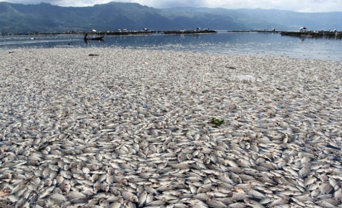 dead-fish-maninjau-lake-march-2014-770x470