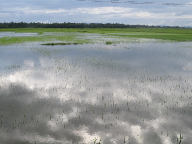 Nước ngập trắng trên cánh đồng trước xóm 3, xã Phú