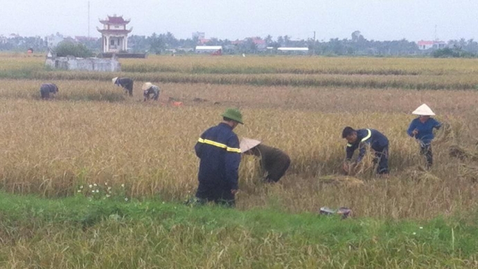 Lực lượng công an giúp dân gặt lúa chống bão - Cop