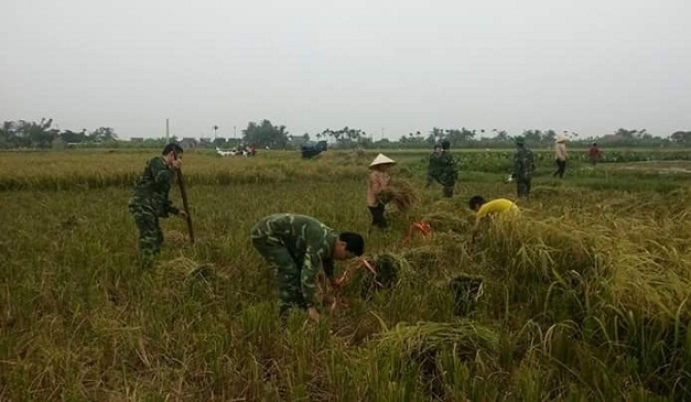 thanh niên quân đội giúp dân gặt lúa chạy bão