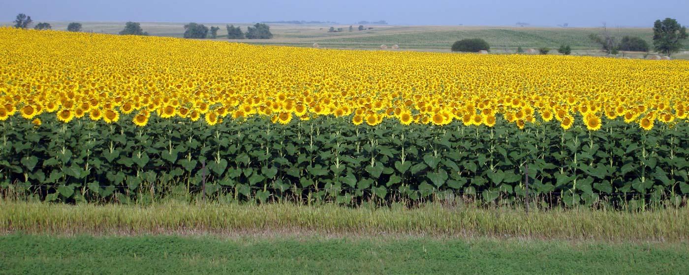 field-in-bloom