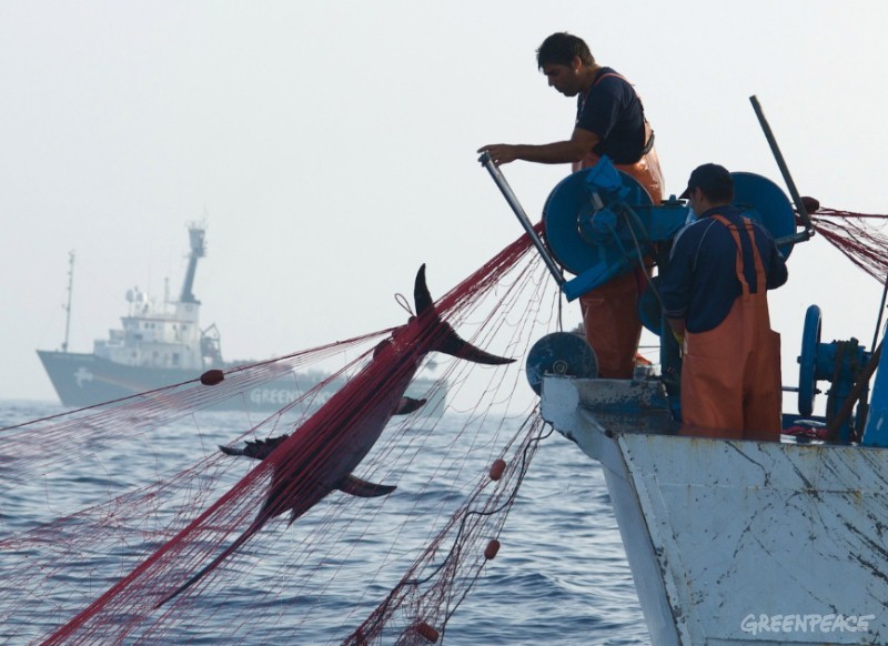 the-pirate-fishing-vessel-lun