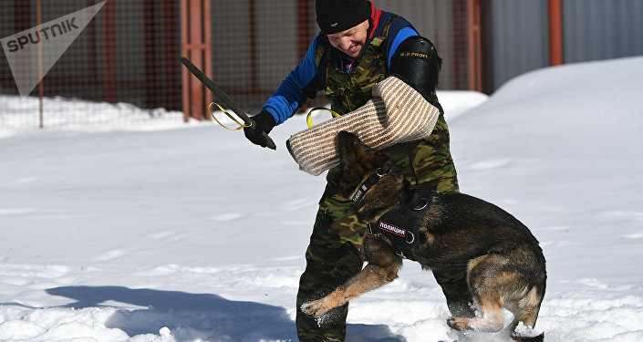 Huấn luyện chó nghiệp vụ tại Trung tâm Cảnh khuyển
