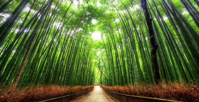 Bamboo_trail